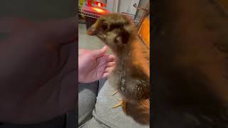 How the baby chicks are doing they are starting to lose their baby fluff and getting their feathers [upl. by Auoz]