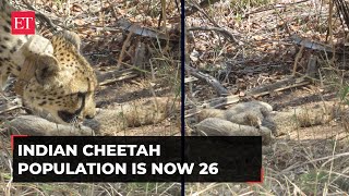 Cheetah Gamini gives birth to five cubs in Kuno National Park India [upl. by Hazaki600]