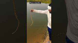 Rat snake release reels shorts ratsnake snake release viralvideo rescue [upl. by Erodeht]