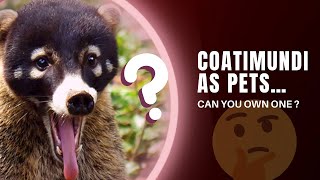 CAN YOU OWN COATIMUNDI AS PETS What It’s Like to Own One [upl. by Vanzant]