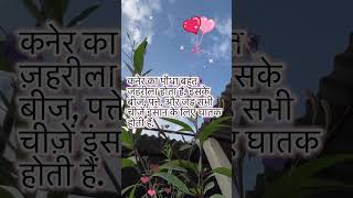 KanerOleander flowersshortyoutubeshortvideomohammadfaisalhk2ix [upl. by Greenstein]