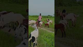 Mltahara Agro Goat Farm Yahan Per Sabhi Nasl ki Bakri available Hai ￼ Baliyapur Dhanbad ￼shorts [upl. by Onstad66]