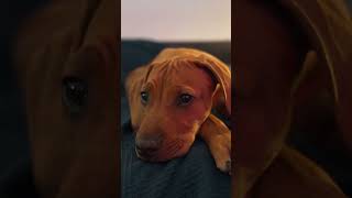 Adorable Ridgeback puppy resting peacefully 🐾❤️ ridgebackpuppy cute puppy dog ridgeback [upl. by Rosenbaum]