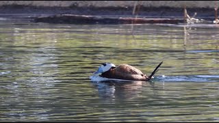 Courtship display of a Whiteheaded Duck  Baltsende Witkopeend Spain 2024 [upl. by Giles]