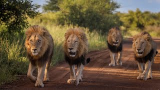 Is this the Most Impressive Lion Coalition in The Kruger National Park [upl. by Clarise]