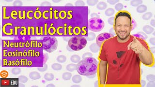 Leucócitos Granulócitos  Neutrófilo  Eosinófilo  Basófilo  Sangue  Tecido Sanguíneo [upl. by Nalyak]