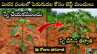 మిరప పంటలో పెరుగుదల కోసం బెస్ట్ మందు  Chilli growth tonic in TeluguMirchi plant growth fertilizar [upl. by Beverle]