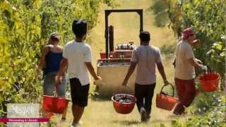 La vendemmia nei nostri Poderi [upl. by Gerrard934]