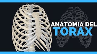 ✅ANATOMIA DEL TORAX  HUESOS COSTILLAS Y CARTILAGOS  Anatomia en Enfermeria [upl. by Ellenad89]