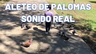 Aleteo de palomas Sonido Real [upl. by Abell]