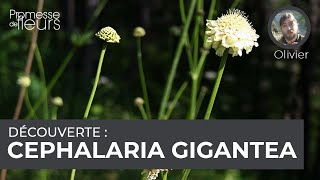 Découverte  Cephalaria gigantea [upl. by Horatio]