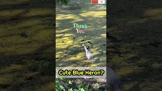 🇺🇸Cute Blue Heron Fishing Short Video🐟복고풍 왜가리 cuteanimal [upl. by Inoj]