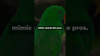 Mind Blowing Facts About the Thick Billed Parrot parrot facts wildlife parrotlover animal [upl. by Myrtie]