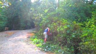 Clearing Blackberry Brambles with an ECHO Hedge Trimmer [upl. by Tybi]