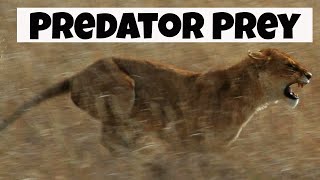 Predator Prey Interactions  Basic Ecology [upl. by Mab]