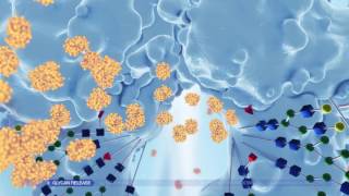 GlycanAssure Glycan Analysis Technology [upl. by Nnoj526]