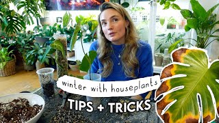 Winter Plant Drama SOLVED 🌱 Keep Your Plants Thriving All Year Round [upl. by Eleon]