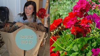 OVERWINTERING GERANIUMS forcing dormancypelargoniumsdemoplant speak quicktip [upl. by Iana374]