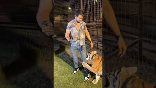 Adnan ne tiger 🐅 ke sath ki masti apni wife sangtrending adnaansheikh adnanshaikh adventure yt [upl. by Oralie]