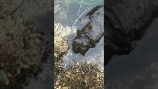 A black Sea hare  Extremely rare species [upl. by Gusta]