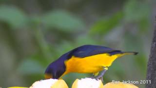 Violaceous Euphonias  Euphonia violacea [upl. by Nylarahs]