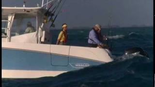 Boston Whaler 370 Outrage  Fishing Video [upl. by Atilegna362]