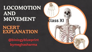 Locomotion and movement class 11 NCERT  Biology Lecture Meghasharmabiology [upl. by Levins]