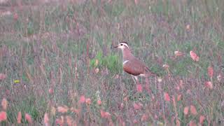 Charadrius morinellus [upl. by Asen764]