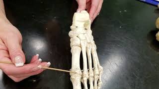 Lab Video Tarsals Metatarsals Phalanges [upl. by Telimay]