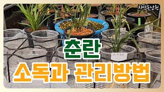 평소에 춘란을 소독하고 관리할 때 필요한 여러 꿀팁들을 알려드리겠습니다 [upl. by Marlene]