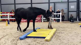 EquiGym® Vorführung mit Michael Geitner und Alexandra Schmid an der Pferd Bodensee 2024 [upl. by Eirahcaz]