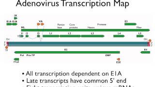 Virology 2013 Lecture 8  Transcription and RNA processing [upl. by Bradly]