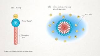 How does Soap Work [upl. by Ijar]