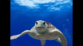 Barbados snorkeling [upl. by Nannoc]