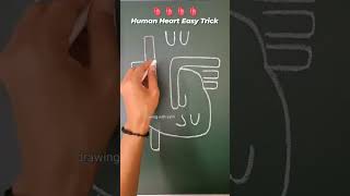 Human Heart Easy Trick medicalstudentlife pyfツ successmindset productivityhacks trikshorts [upl. by Yona669]