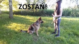 Jak nauczyć psa sztuczki quotzostańquotquotstójquot  PSIE SZTUCZKI 🐶 [upl. by Rafael]