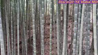 Moso Bamboo InEnglish Yachuli LowerSubansiriDistrict ArunachalPradesh India [upl. by Godden]