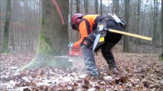 Logging with Husqvarna 576 XP AT  Ported [upl. by Sirenay]