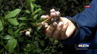 Hubers Orchard amp Winery offering UPick blueberries [upl. by Genie]