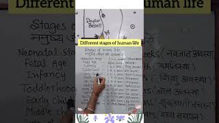 Different stages of human life vocabulary youtubeshorts trending reels talkwellwithravindra [upl. by Ailahs658]