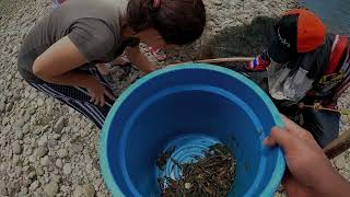 Paano manghuli ng Hipon sa ilog How to catch shrimp Long Armed Freshwater Shrimp in the river [upl. by Ennaoj]