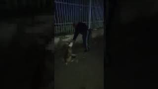 Foggia pitbull aggredisce anziano Salvato da Guardia Giurata [upl. by Monjo121]