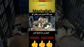 Hen hatched chicks hatching 🐣🐣🐣🐤🐥 shortsfeed shorts trending chicken aseelmurga youtubeshorts [upl. by Manly787]