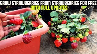 How To Grow Strawberries From Seed WITH UPDATES [upl. by Showker34]