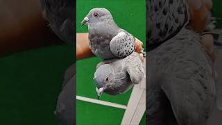 Racer Pigeon  Longest line pigeon birds racingpigeon [upl. by Blondelle]