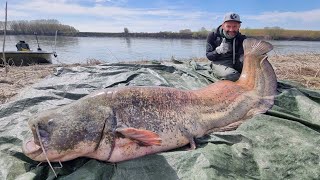 Pesce siluro gigante in spinning by Yuri Grisendi [upl. by Tnomad]