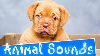 Animal sounds for Children  35 Amazing Animals [upl. by Leffert]