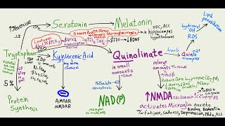 Can leaky gut make you stupid Tryptophan kynurenic acid Quinolinate pathway [upl. by Sternlight621]