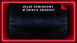 Układ powłokowy zwierząt [upl. by Ennoved]