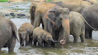 Pinnawala Elephant Orphanage Sri Lanka [upl. by Taddeo403]